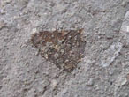 fossile du jurassique boulonnais