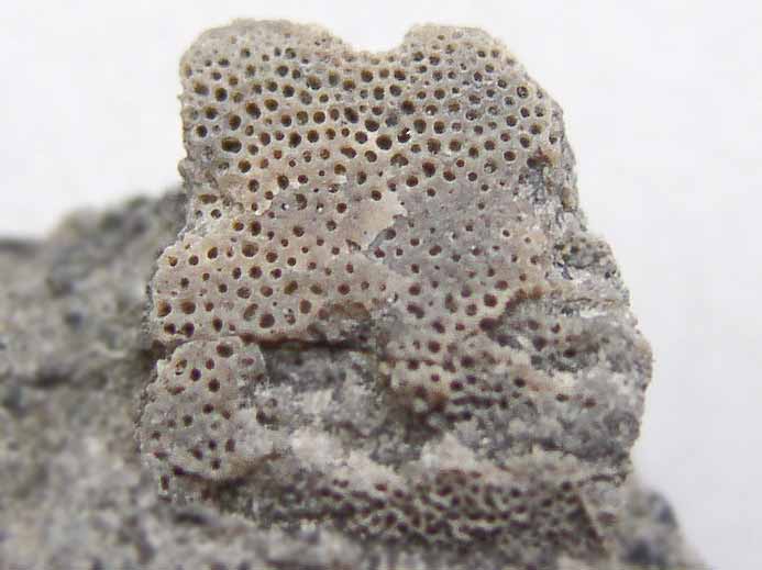 fossile indtermin du jurassique Boulonnais