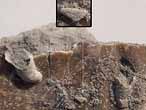 fossile du jurassique boulonnais
