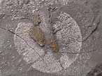 fossile du jurassique boulonnais