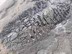 fossile du jurassique boulonnais