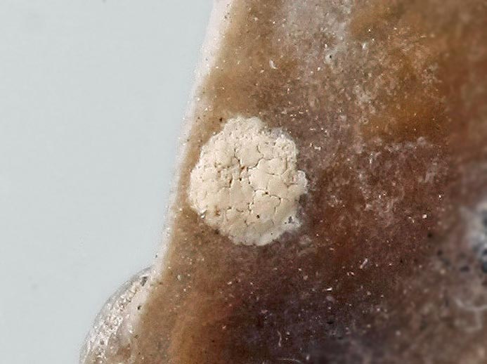 Fossile indtermin sur Nanogyra striata jurassique Boulonnais