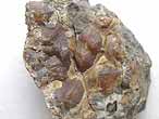 fossiles divers jurassique boulonnais