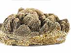 Fossile de facies sedimentaire Cone-in-cone du jurassique Boulonnais