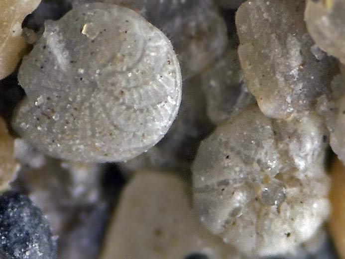Foraminiferes fossiles jurassique Boulonnais
