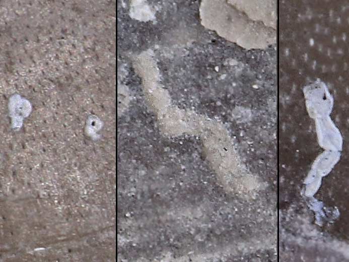 Foraminiferes Nubeculinella ? fossiles Boulonnais