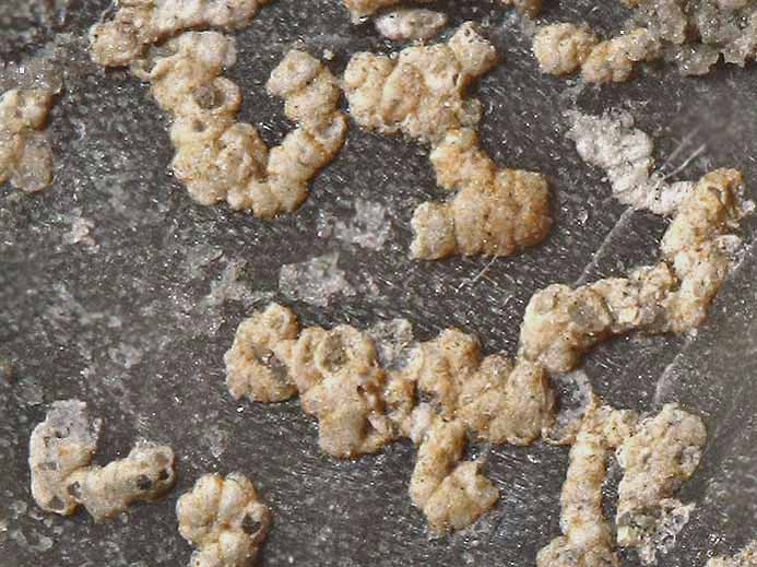 foraminifere fossile Boulonnais