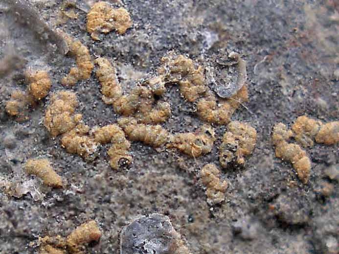 foraminiferes fossiles jurassique Boulonnais
