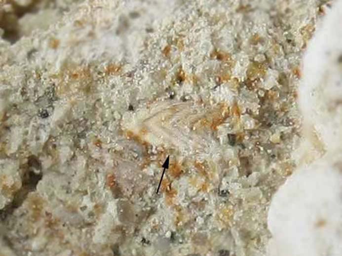 foraminifere fossile jurassique Boulonnais