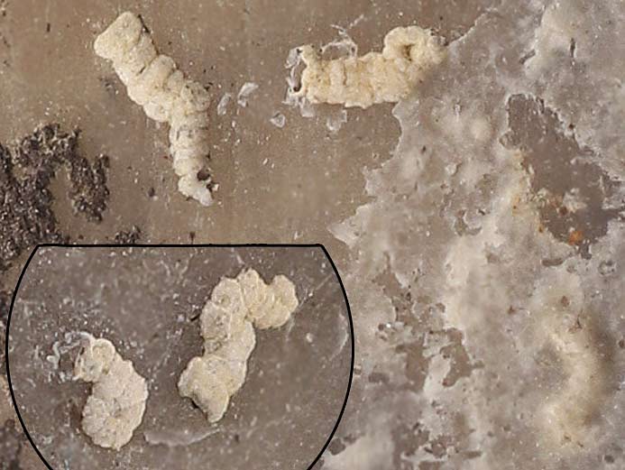 foraminifere fossile Boulonnais