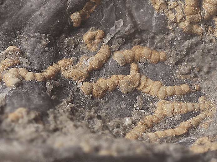 foraminifere fossile Boulonnais