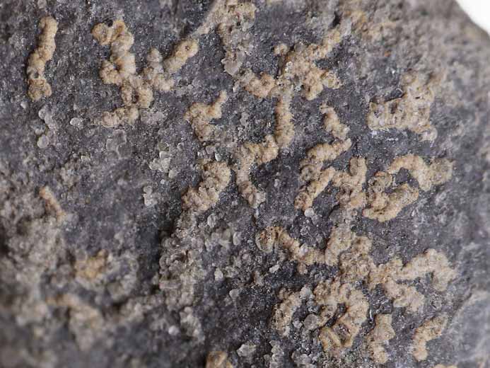 foraminifere fossile Boulonnais
