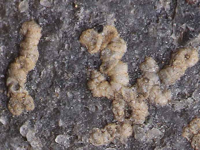foraminifere fossile Boulonnais
