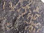 Foraminifres fossiles Boulonnais