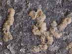 Foraminifres fossiles Boulonnais
