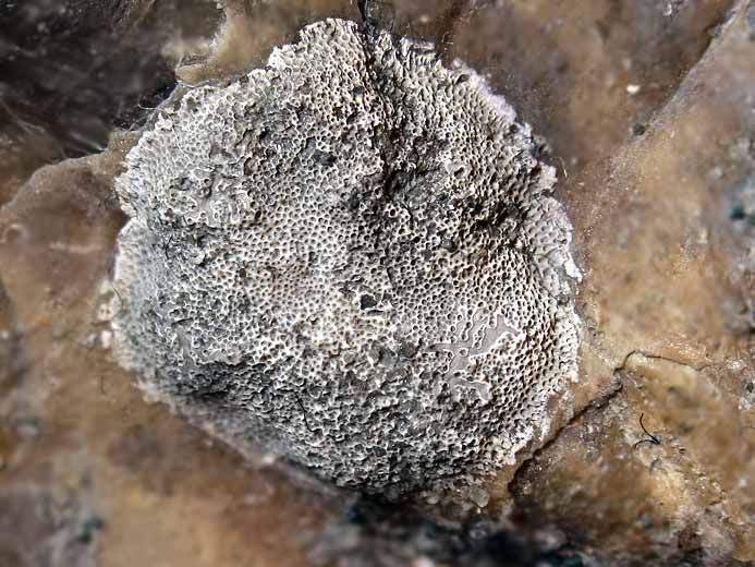 Bryozoaires : bioclaustration fossiles jurassique Boulonnais
