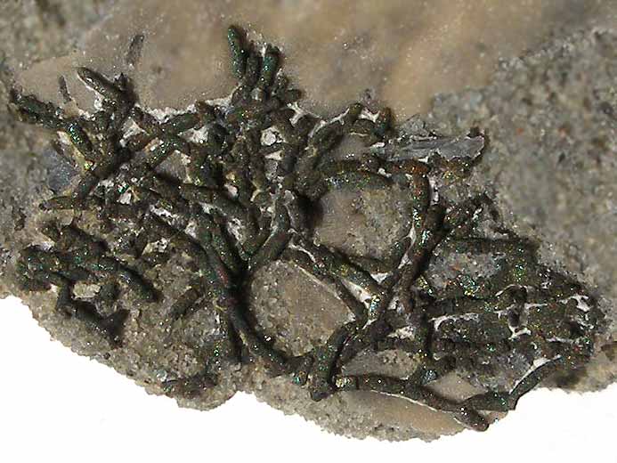 Abeliella sp fossile jurassique Boulonnais