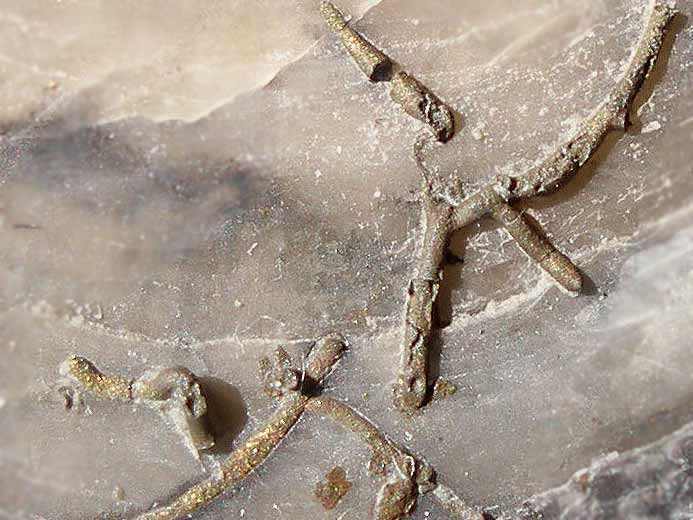 Abeliella sp fossile jurassique Boulonnais