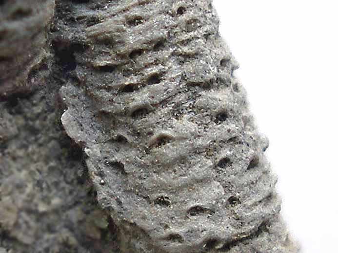 Hydroidolina Protulophila gestroi jurassique Boulonnais
