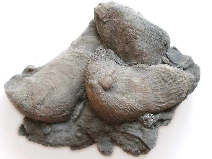 Bioemmurement (Spongiaire?) par Nanogyra virgula - fossile jurassique Boulonnais