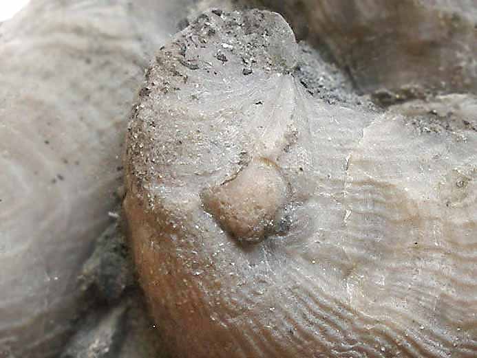 Bioemmurement (Spongiaire?) par Nanogyra virgula - fossile jurassique Boulonnais