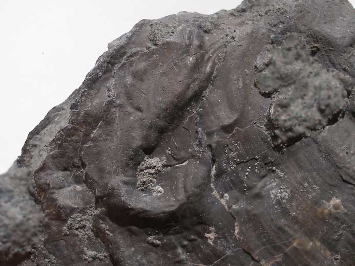 Vers Serpula dans une huitre fossile jurassique Boulonnais