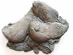 Nanogyra virgula (et ponge?) fossile du jurassique Boulonnais