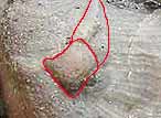 Nanogyra virgula (et ponge?) fossile du jurassique Boulonnais