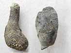 Ichnofossile: biorosion de bois du jurassique Boulonnais