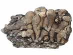 Ichnofossile: Teredolites sp, biorosion de bois du jurassique Boulonnais