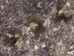 biorosion de coquille fossile du jurassique Boulonnais