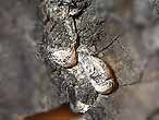 Gastrochaenolites Ichnofossiles (Traces fossiles): biorosion de roches du jurassique Boulonnais