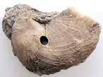 Oichnus simplex biorosion de coquille fossile du jurassique Boulonnais