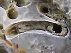 Caulostrepsis biorosion de coquille fossile du jurassique Boulonnais