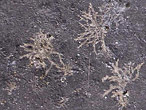 biorosion de coquille fossile du jurassique Boulonnais