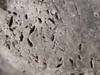 Ichnogenre Rogerella : biorosion de Cirripdes acrothoracica dans une valve d'huitre fossile du jurassique Boulonnais