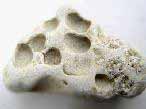 Gastrochaenolites Ichnofossiles (Traces fossiles): biorosion de roches du jurassique Boulonnais