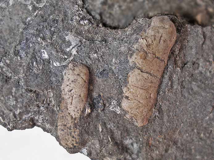 Coprolithe fossile du jurassique Boulonnais