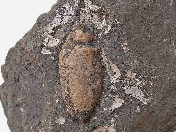 Coprolithe fossile du jurassique Boulonnais