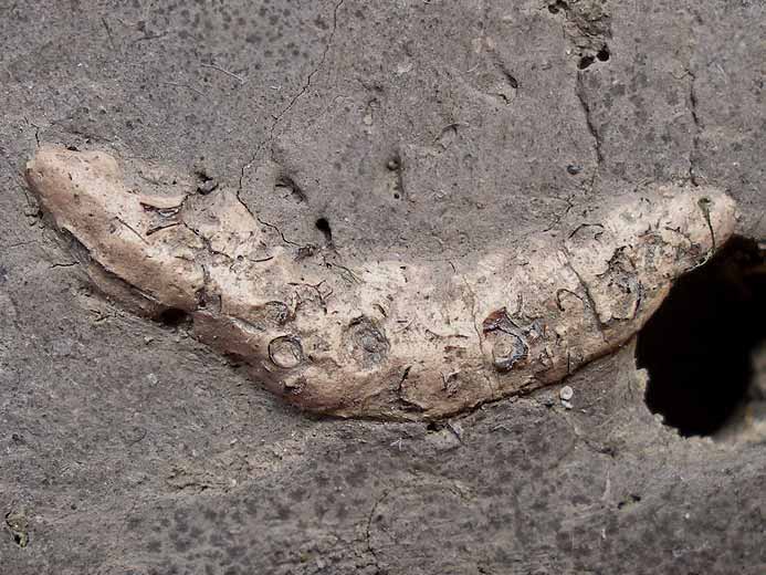 Coprolithe fossile du jurassique Boulonnais