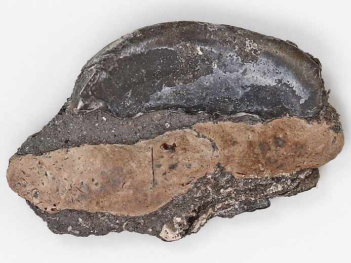 Coprolithe et Nanogyra virgula fossile du jurassique Boulonnais