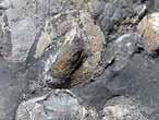 Coprolithe fossile du jurassique Boulonnais