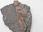 Coprolithe fossile du jurassique Boulonnais