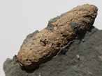 Coprolithe fossile du jurassique Boulonnais