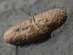 Coprolithe fossile du jurassique Boulonnais