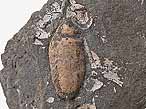 Coprolithe fossile du jurassique Boulonnais
