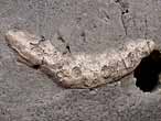 Coprolithe fossile du jurassique Boulonnais