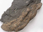 Aspidoceratidae dans un Coprolithe fossile du jurassique Boulonnais