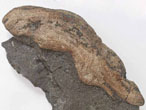Aspidoceratidae dans un Coprolithe fossile du jurassique Boulonnais