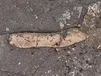 Coprolithe de poisson fossile du jurassique Boulonnais
